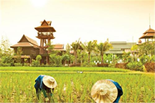 崇州十万亩“水稻+”全产业链开发示范区